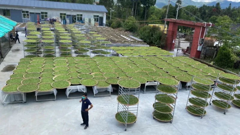 Making white tea by sun-drying fresh leaves