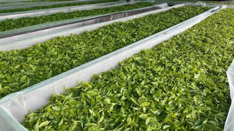 Sun-dried greens