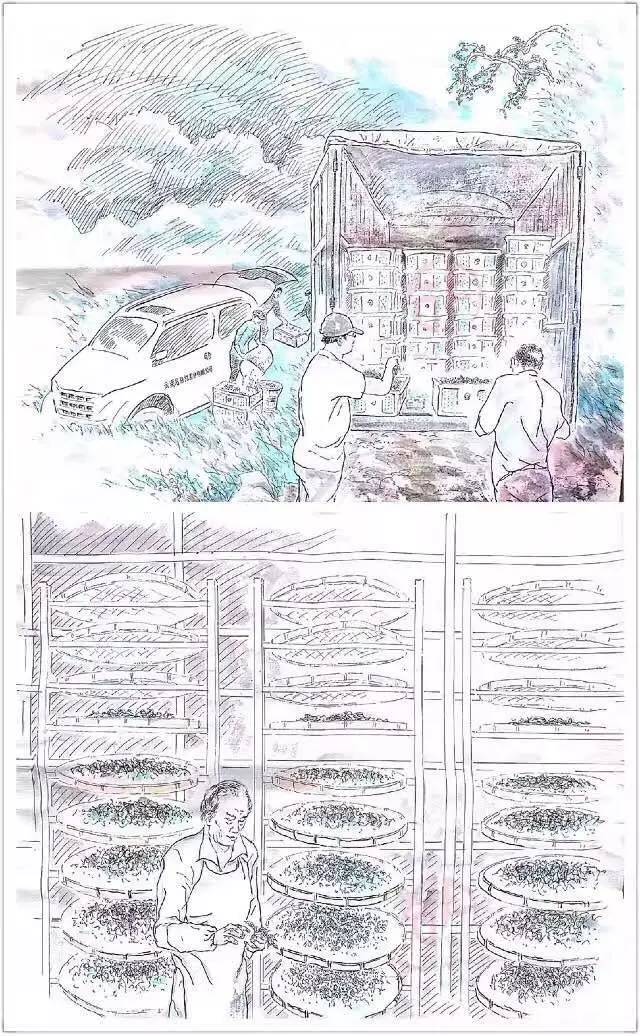 《纸上谈茶》之十八：老邹的"晒青绿茶"