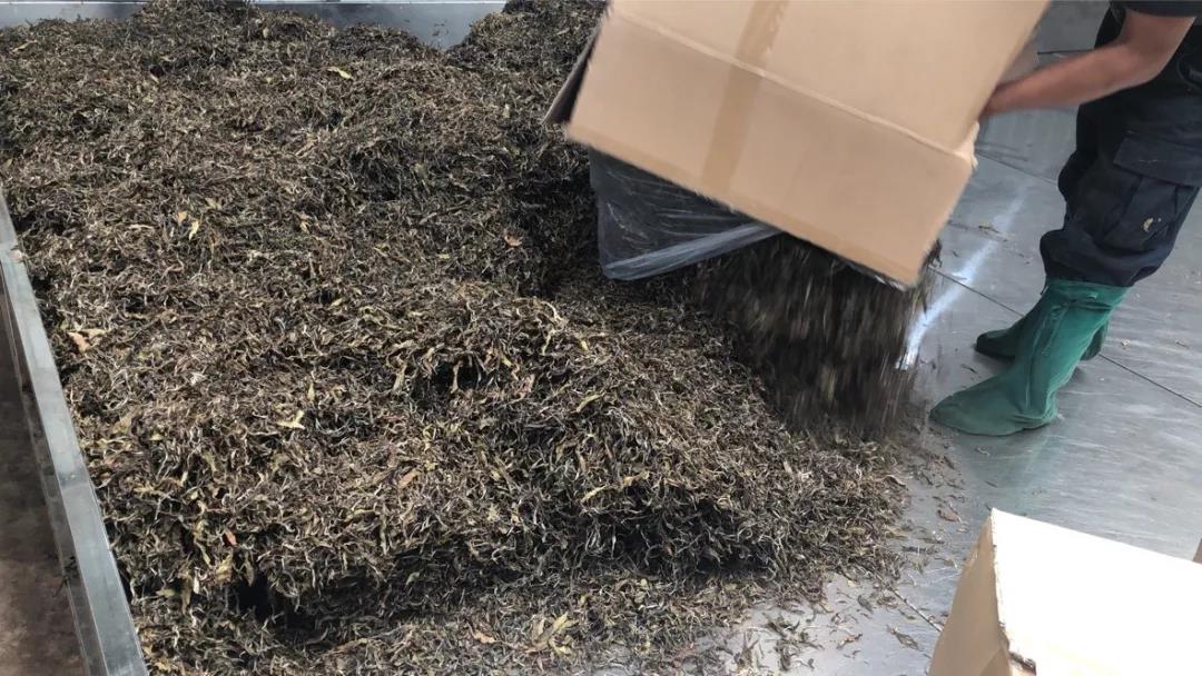 《纸上谈茶》之二十三：老班章熟茶发酵过程全记录