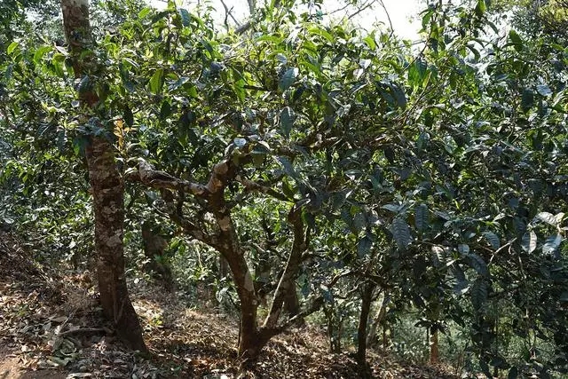 《纸上谈茶》十五：云南古树茶的清淡茶生活