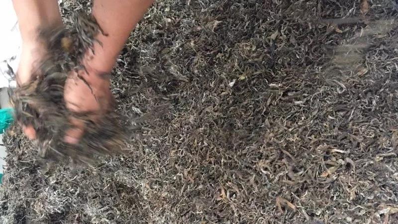 《纸上谈茶》之二十三：老班章熟茶发酵过程全记录