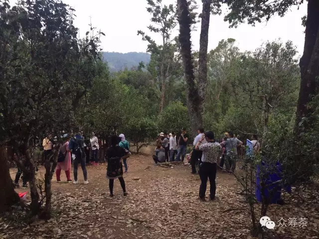 《纸上谈茶》之九：树龄的诱惑2