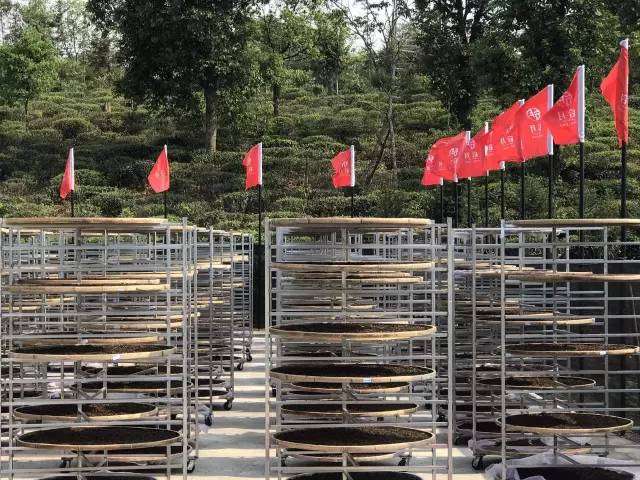 《纸上谈茶》之十七：滇红与晒红简史、晒红的来历