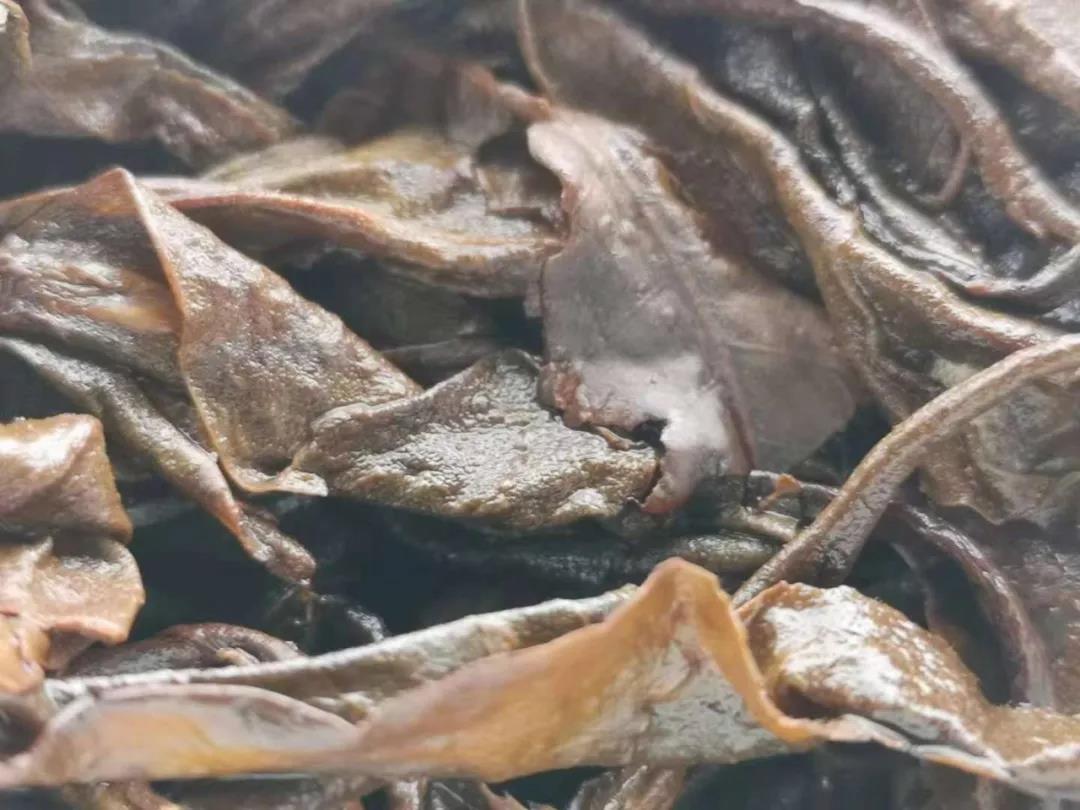《纸上谈茶》之二十三：老班章熟茶发酵过程全记录