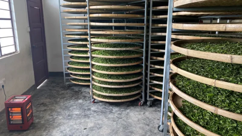 从白茶说做茶