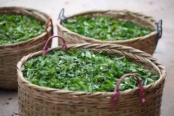 《纸上谈茶》之十九：生茶绝不是晒青绿茶