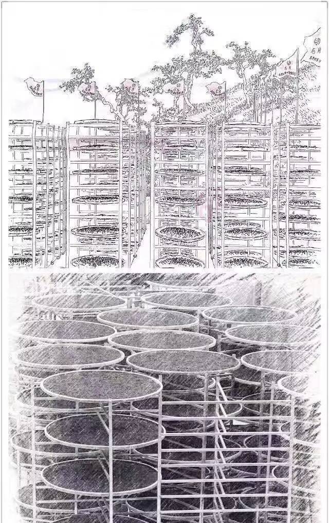 《纸上谈茶》之十八：老邹的