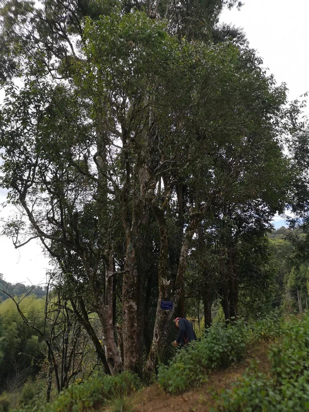 《纸上谈茶》之二十五：德宏古茶江湖语录
