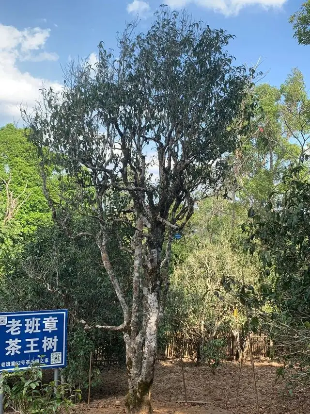 乱谈老班章