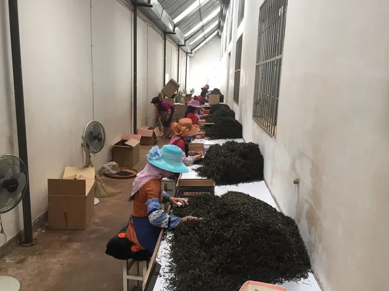 众筹茶•茶山行记