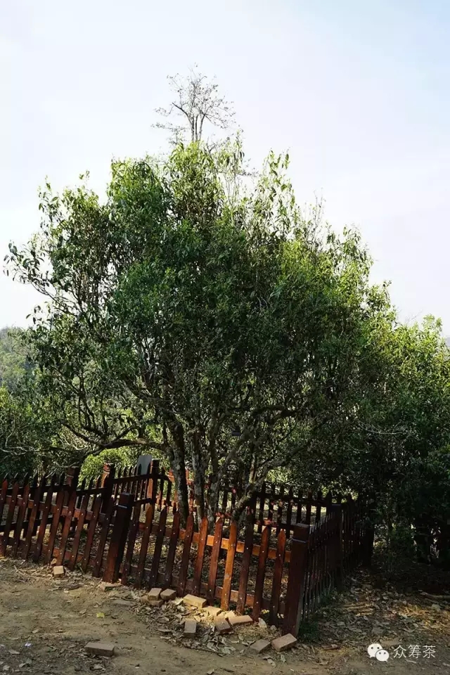 《纸上谈茶》之二:树龄的诱惑