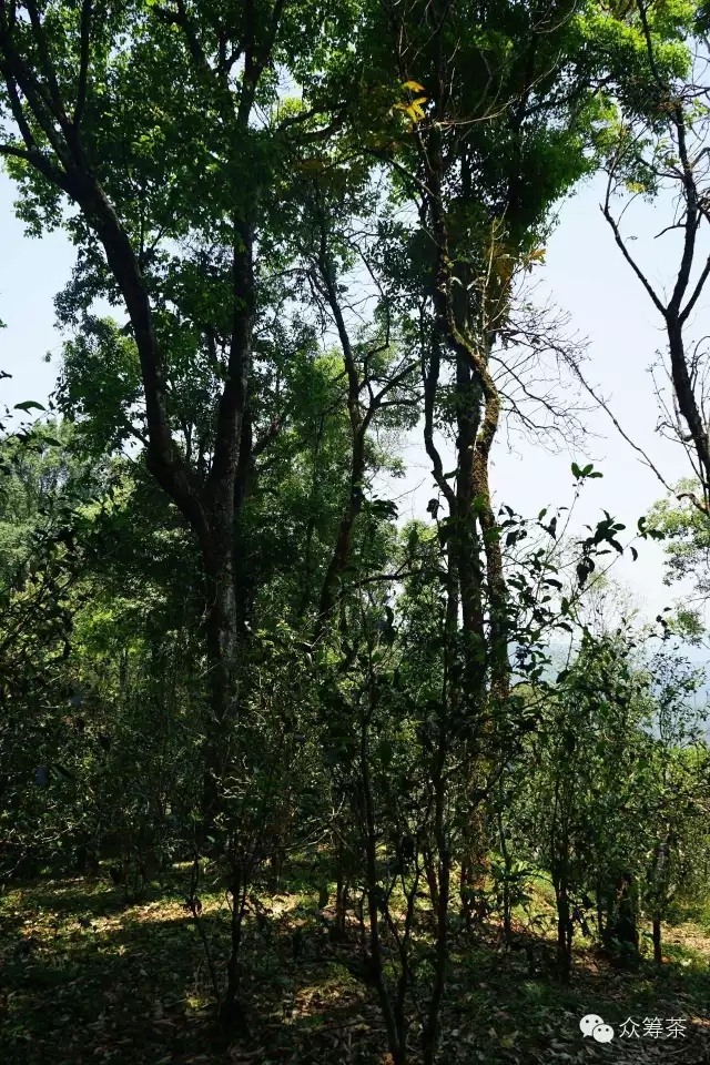 《纸上谈茶》之五:好茶公式Alpha版