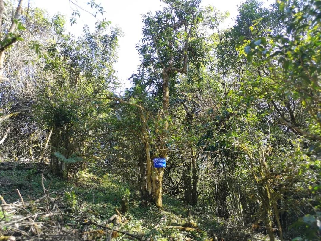 《纸上谈茶》之二十五：德宏古茶江湖语录