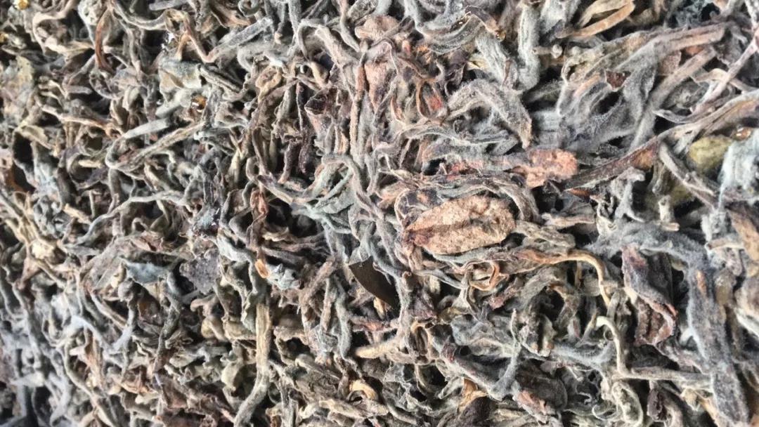 《纸上谈茶》之二十三:老班章熟茶发酵过程全记录