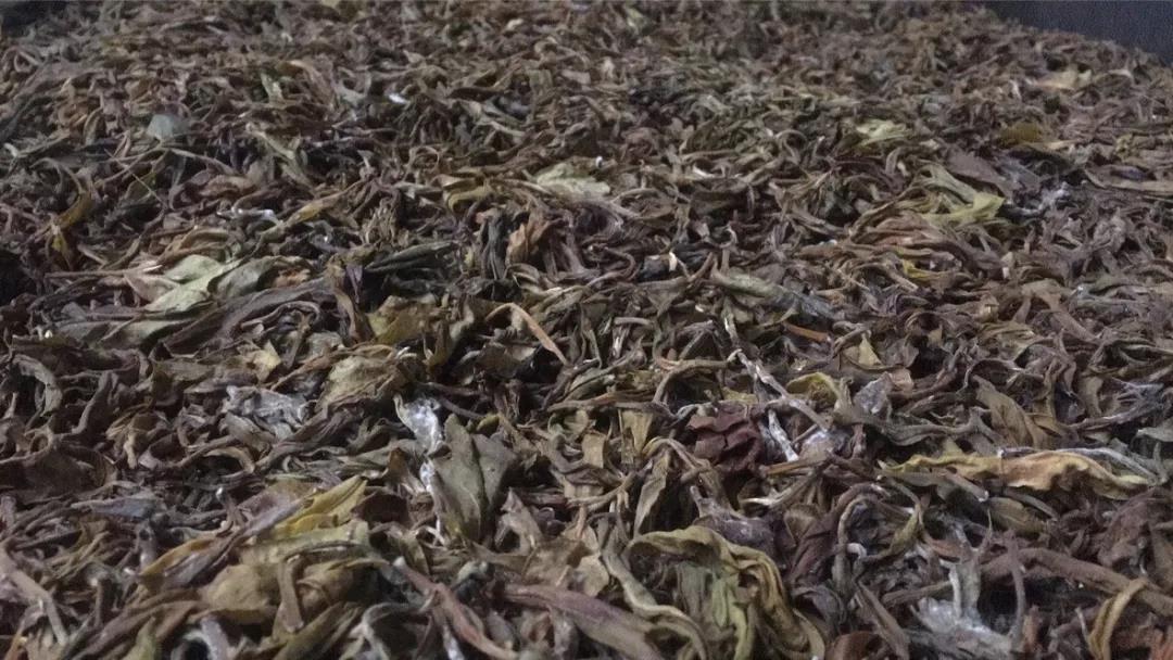 《纸上谈茶》之二十三:老班章熟茶发酵过程全记录