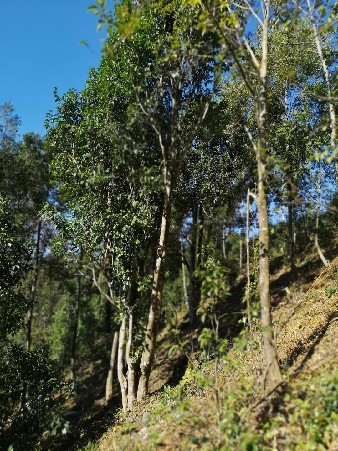 《纸上谈茶》之二十五：德宏古茶江湖语录