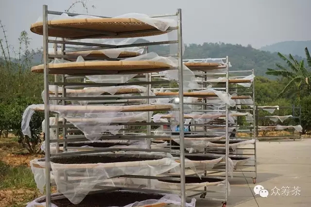 《纸上谈茶》之四：晒红是怎么炼成的