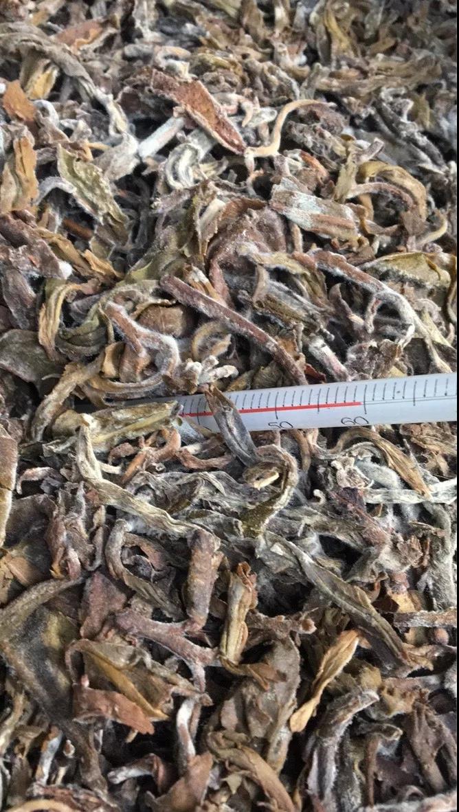 《纸上谈茶》之二十三:老班章熟茶发酵过程全记录