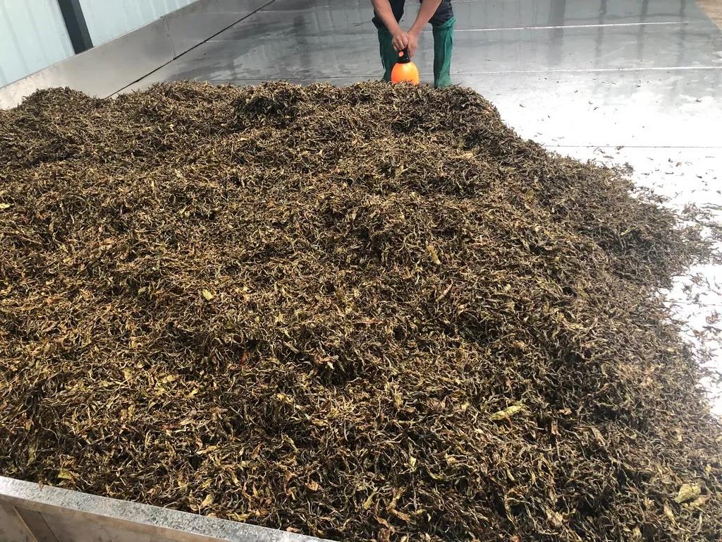 《纸上谈茶》之二十三:老班章熟茶发酵过程全记录