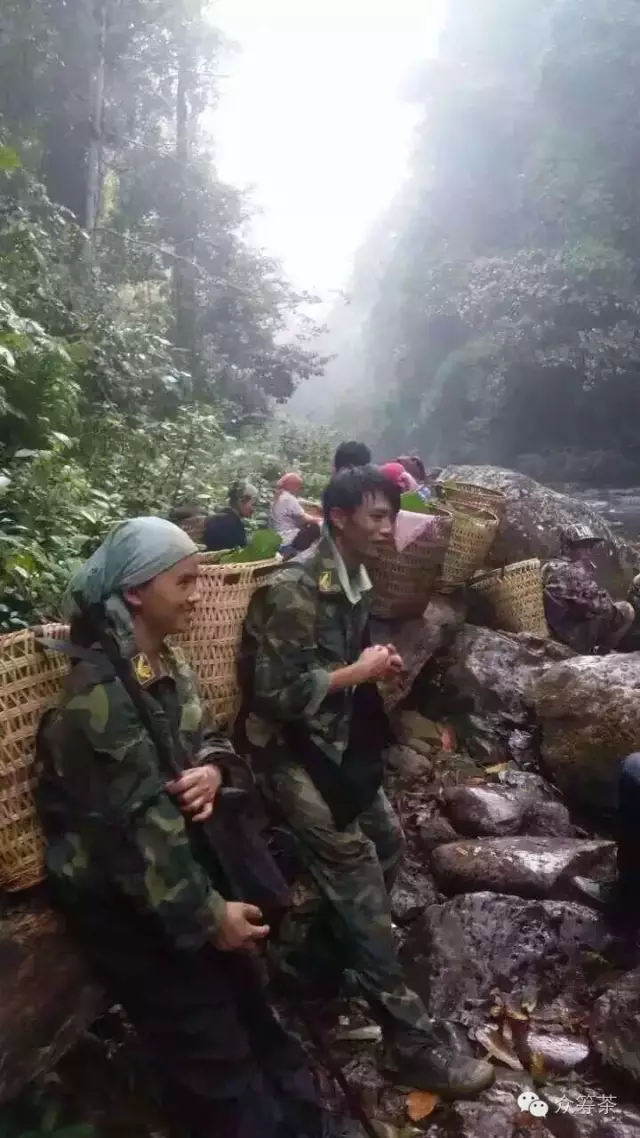 《纸上谈茶》之九：树龄的诱惑2