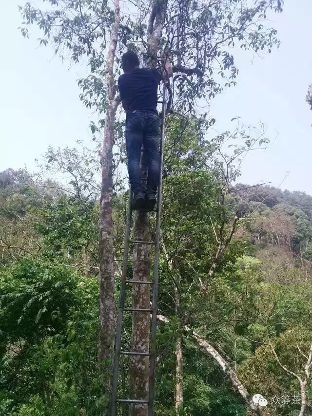 《纸上谈茶》之九：树龄的诱惑2