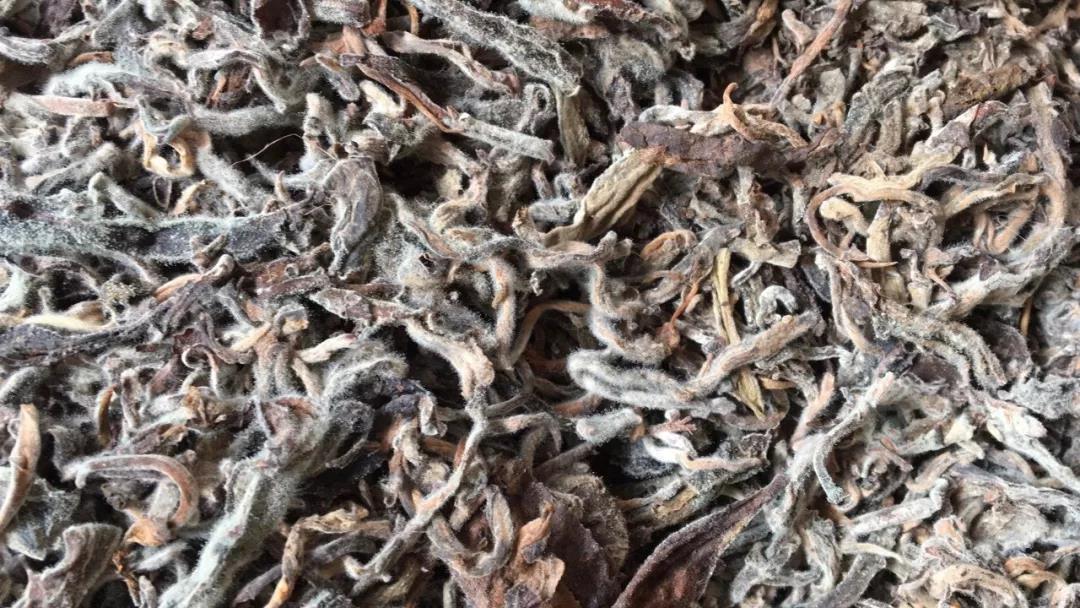 《纸上谈茶》之二十三:老班章熟茶发酵过程全记录