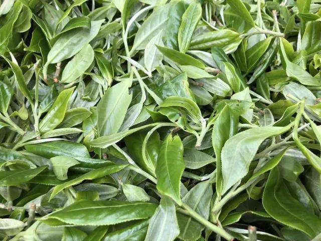 理不清说更乱的老班章