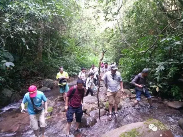 《纸上谈茶》之九：树龄的诱惑2
