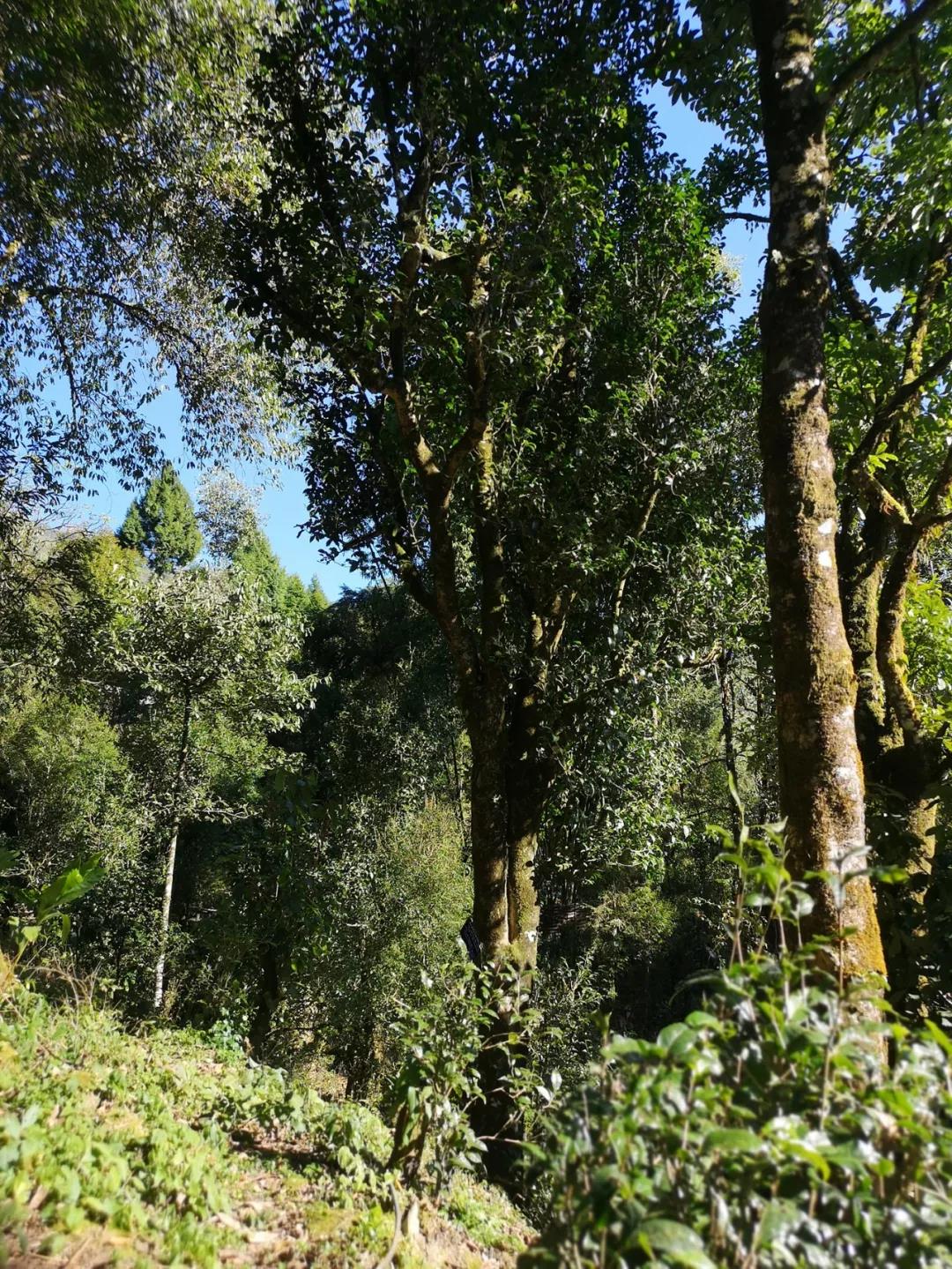 《纸上谈茶》之二十五：德宏古茶江湖语录