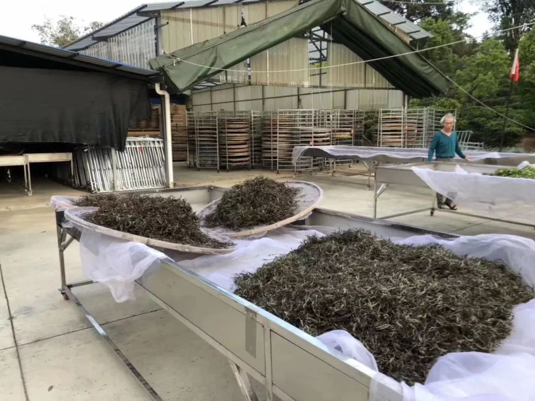 The factory will sun-dry and process the green leaves in the following month.