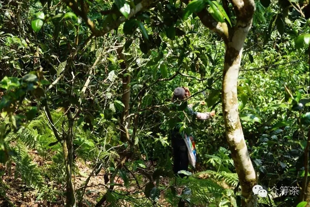 《纸上谈茶》之七:炒茶就是做茶?