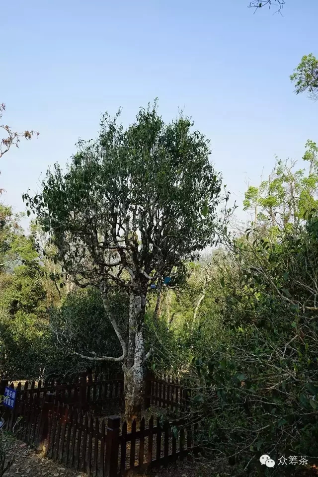 《纸上谈茶》之二:树龄的诱惑